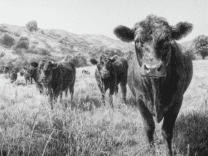 Ganado Angus en libre pastoreo representando carne premium de res Angus con origen natural y calidad superior.
