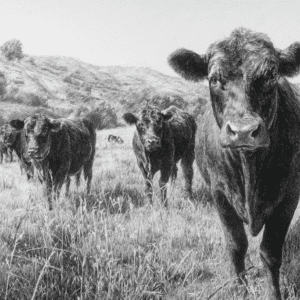Ganado Angus en libre pastoreo representando carne premium de res Angus con origen natural y calidad superior.