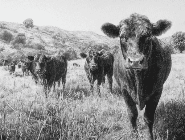 Ganado Angus en libre pastoreo representando carne premium de res Angus con origen natural y calidad superior.