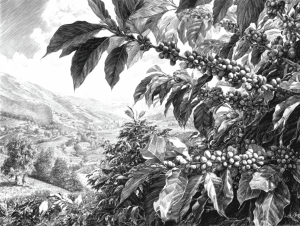 Rama de cafeto con bayas de café y paisaje de montaña representando Café Baya Energética y café de especialidad premium.