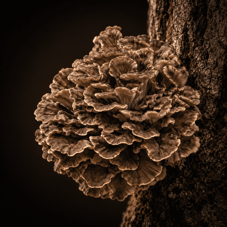 Hongo Maitake orgánico creciendo sobre corteza de árbol, Grifola frondosa